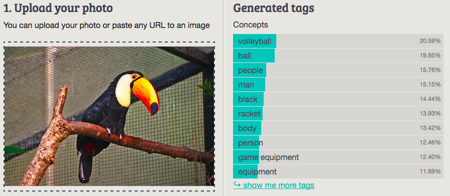 Toucan