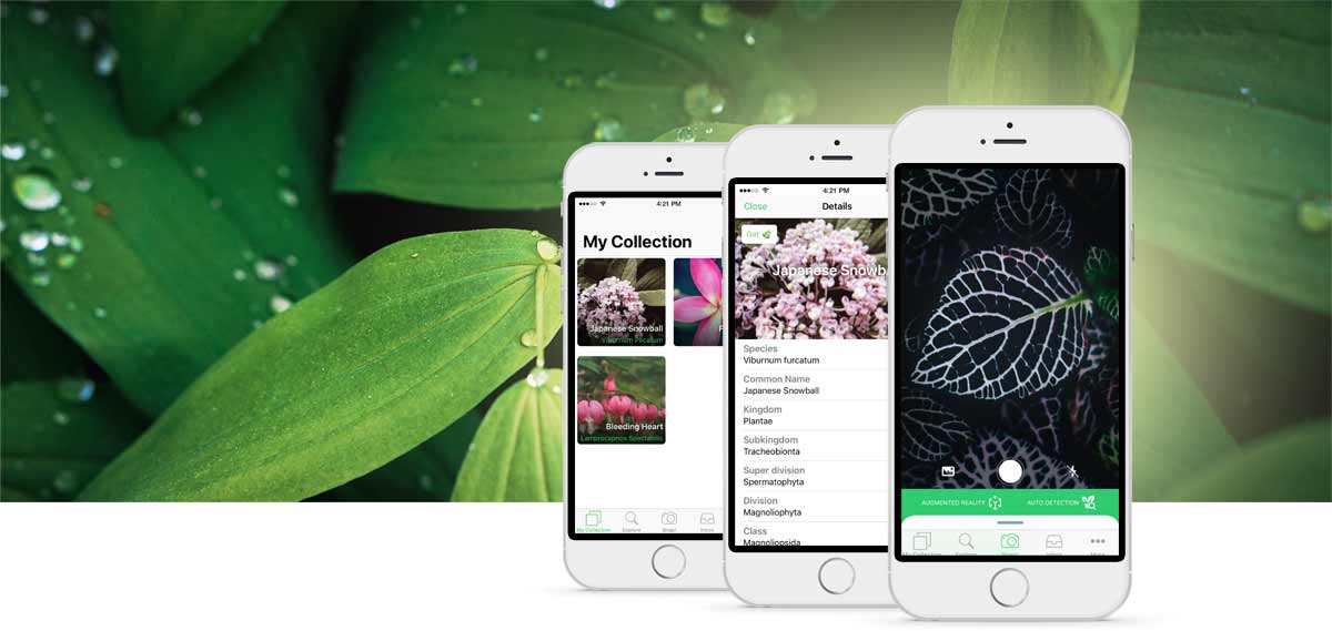 PlantSnap: Training world's largest plant recognition classifier. Ltd.